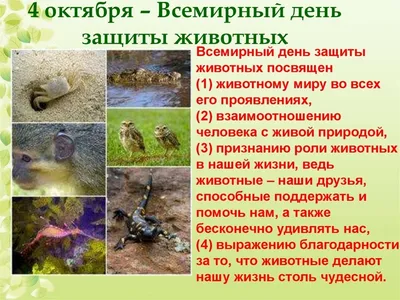Об итогах онлайн-викторины, посвящённой Международному дню защиты животных  | Русское географическое общество