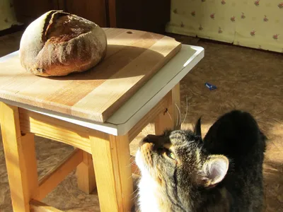 Сегодня отмечается Всемирный день хлеба. — GrainCost - рынок зерна на  TenChat.ru