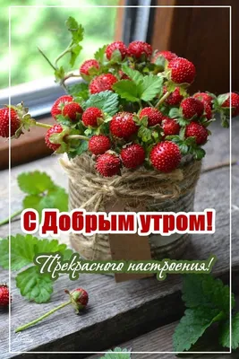 Пин от пользователя Andrei Brutsky на доске музыка | Доброе утро, Утренние  цитаты, Христианские картинки