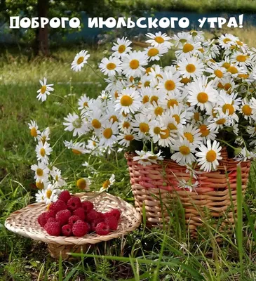 С Добрым Июльским Утром! 1 июля. #пожеланиясдобрымутром #пожелания #ле... |  TikTok