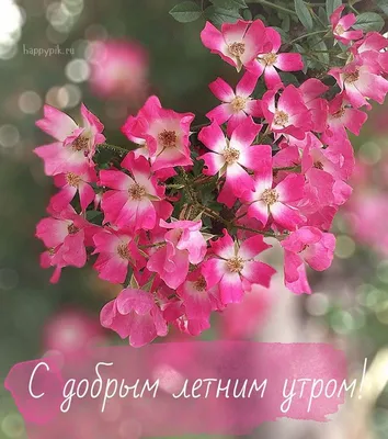 Картинка: \"С добрым, летним, лучезарным утром!\" • Аудио от Путина,  голосовые, музыкальные
