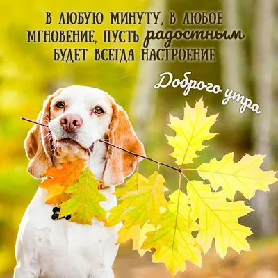 🌞 С добрым осенним утром! 🍁 | Поздравления, пожелания, открытки с Новым  годом! | ВКонтакте