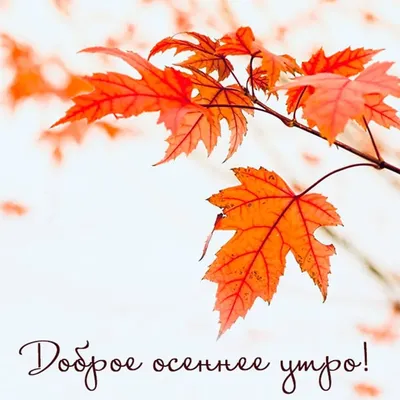 🌞 С добрым осенним утром! 🍁 | Поздравления, пожелания, открытки с Новым  годом! | ВКонтакте