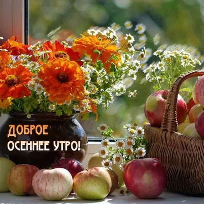 С добрым осенним утром🍂🍂🍂 | Осень, Веселые картинки, Открытки