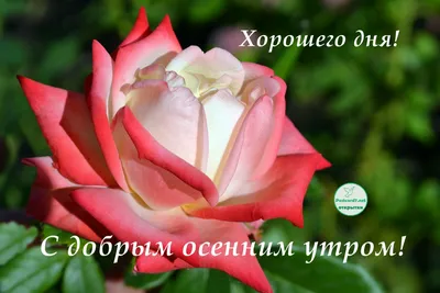 Осенние картинки \"С Добрым Утром!\" (359 шт.)