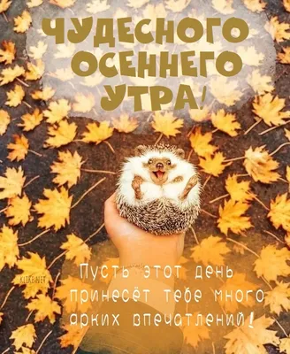 Красивые картинки с пожеланиями! Открытка с добрым осенним утром, доброе  утро осени, пожелания.!