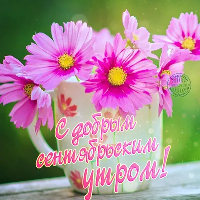 С добрым сентябрьским утром! Розовые цветы в чашке. — Скачайте на Davno.ru
