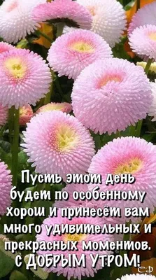 Осень. Доброе утро! Картинки со словами и стихами красивые - С добрым утром!  Хорошего дня и вечера! осенние открытки… | Доброе утро, Открытки,  Христианские картинки