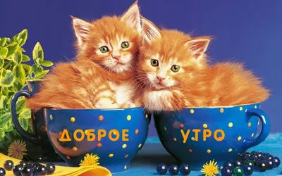 Пулковские кошки | И вас с добрым утром... вторника, 7 ноября! | Дзен