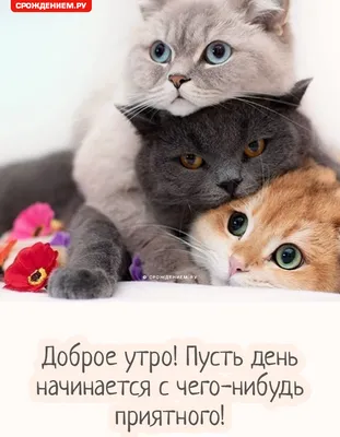 С добрым утром 🌞 #котик#котэ#котэйка#утро#мяу | TikTok