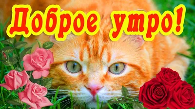 ДОБРОЕ УТРО! УДАЧНОГО ДНЯ! | Доброе утро, Кошки, Кошечка