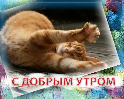 Котики | Доброе утро