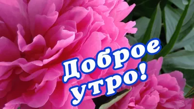 Доброе утро | Открытки, Доброе утро, Розовые цветочные композиции