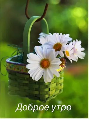 Создать мем \"пожелания доброго утра, полевые цветы, букет полевых цветов\" -  Картинки - Meme-arsenal.com