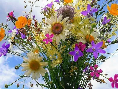 Школа рисования и живописи для взрослых «Айвазовский» - С добрым утром! Полевые  цветы - самое нежное и прекрасное, что может подарить нам природа. Каждый  хочет научиться их писать, схватывать кистью, сохранять эту