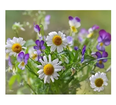 Картинки хорошего дня цветы (48 фото) » Юмор, позитив и много смешных  картинок