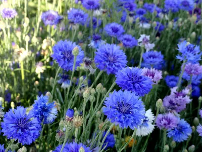 Доброе утро цветок садовый (57 фото) - 57 фото