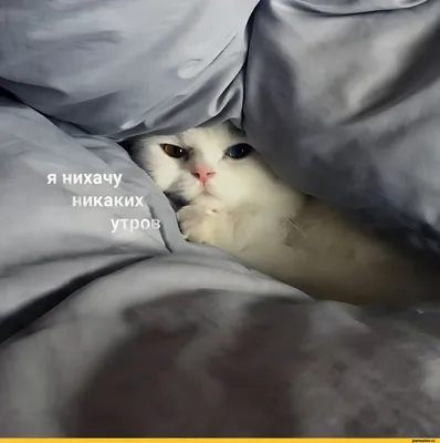 Картинка \"Самого доброго утра!\" с мультяшным котиком • Аудио от Путина,  голосовые, музыкальные