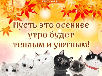 открытки с добрым утром с котами｜Пошук у TikTok