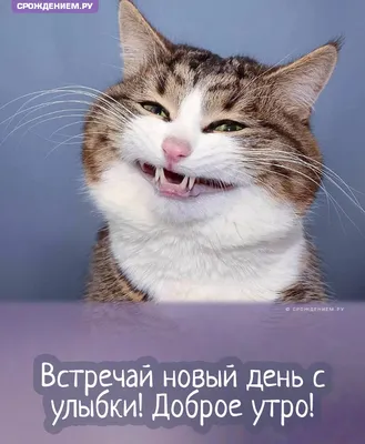 Доброе утро открытки с котиками｜Поиск в TikTok