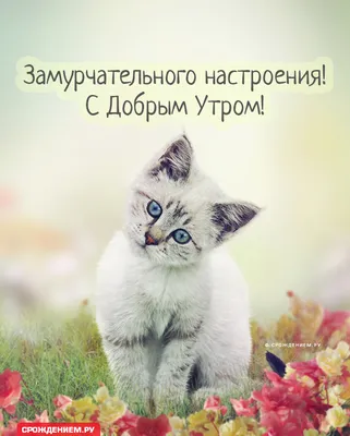Картинка \"Замурчательного настроения, с добрым утром!\" с милым котиком •  Аудио от Путина, голосовые, музыкальные