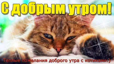 Белкнига on X: \"Ура, котики, четверг! С добрым утром! #доброеутроминск  #белкнига #четверг #книги #минск #беларусь #лето #июль  https://t.co/2MEoMoDvo9\" / X