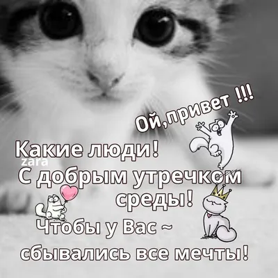 Открытка \"Доброе утро! Хорошего дня!\" с котом за оградой • Аудио от Путина,  голосовые, музыкальные