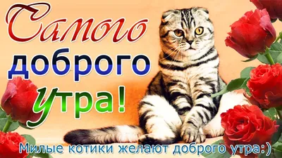Картинки с добрым утром с котиками фотографии