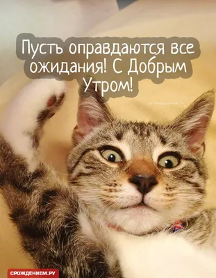 Открытка с зевающим котиком \"Доброе утро! На работу собирайся!\" • Аудио от  Путина, голосовые, музыкальные