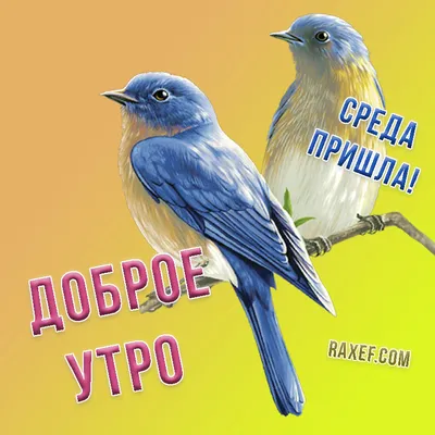 Создать мем \"с добрым утром открытки, птицы красивые, птички\" - Картинки -  Meme-arsenal.com