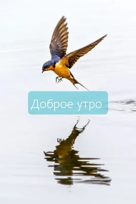 Пин от пользователя Taisija 🇷🇺 на доске ДОБРОЕ УТРО в 2023 г | Дикая  птица, Домашние птицы, Красивые птицы