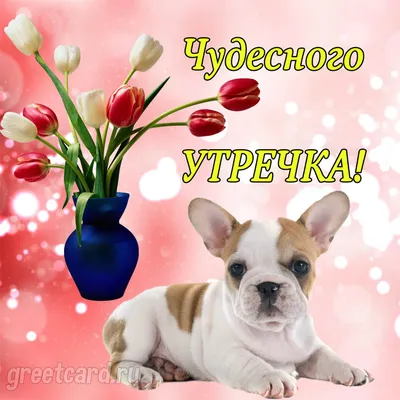 С добрым вас утро!! #открытка #доброеутро #собаки #внуку #внучке #сыну... |  TikTok