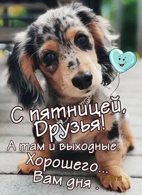 Хорошего дня🥰#утродень#всехорошо#собакадруг#маленькоесердце#мойпес#жи... |  TikTok