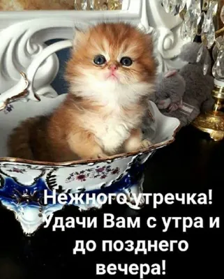 животныесмешные #отличногонастроения #СъемМакКомбо | TikTok