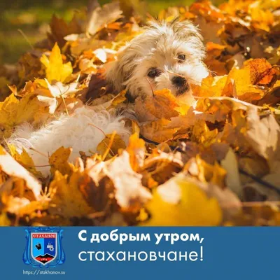Доброе утро, Стаханов. Сегодня тёплый, но мокрый четверг Все новости  ВКонтакте и в Telegram - Лента новостей ЛНР