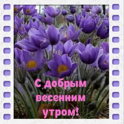 с добрым весенним утром!отличного Вам вторника!🌸🌞🌸🌞🌸🌞💞💞💞 | TikTok