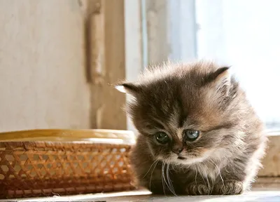 Веста: кошка с грустными глазами и не менее грустной историей почти три  года ждет своего счастья | Кошкам - дом!| О животных приюта ТиНАО и не  только | Дзен