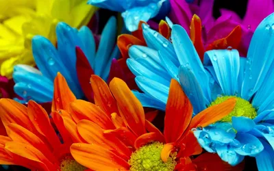 Купить Яркий букет в Москве, заказать Яркий букет - недорогая доставка  цветов из интернет магазина!