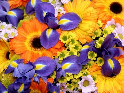 Яркие цветы (66 фото) - 66 фото