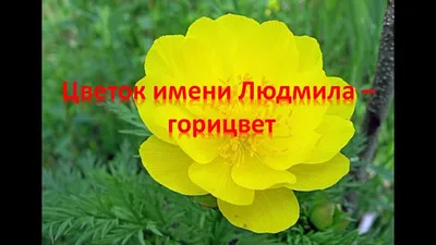 Цветок имени Людмила – горицвет | Цветок твоего имени | Дзен