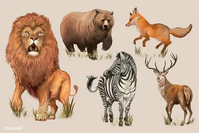 Картинки с изображением диких животных фотографии