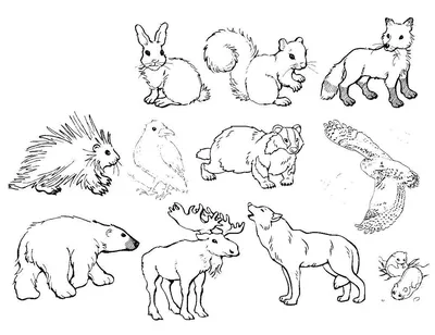 Рисунки диких животных для срисовки - 84 фото
