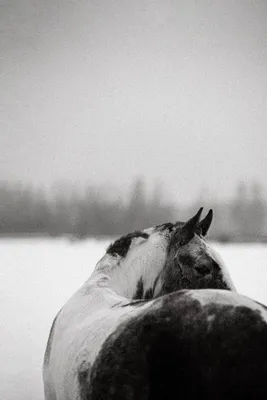 Лошадь и ждет всадника сыграла вничью Стоковое Изображение - изображение  насчитывающей приятельство, девушка: 184113503