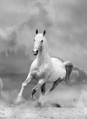 Светоотражающий декор для окна грузовика, модные мультяшные наклейки для  лошадей с изображением лошади, наклейка – лучшие товары в онлайн-магазине  Джум Гик