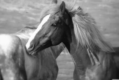 141 691 рез. по запросу «Сторона лошади» — изображения, стоковые  фотографии, трехмерные объекты и векторная графика | Shutterstock