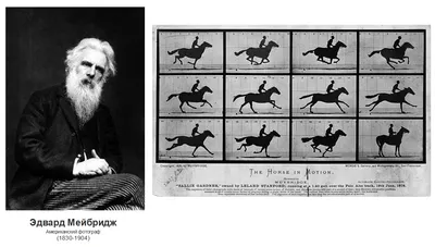 Портрет лошади, Андрей Ситько- картина с изображением лошади, портрет лошади,  голова лошади