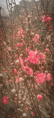 Первые Цветы Весны. Красивая И Нежность Фотография, картинки, изображения и  сток-фотография без роялти. Image 38916484