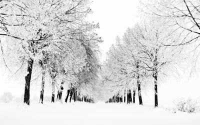 Обои Природа Зима, обои для рабочего стола, фотографии природа, зима, снег,  фонари, аллея, парк Обои для рабочего стола, скачать обои картинки заставки  на рабочий стол.