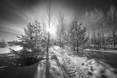 картинки : снег, Черный, зима, белый, черное и белое, небо, Монохромная  фотография, легкий, монохромный, уличный свет, дерево, атмосфера, Темнота,  Замораживание, Светильник, зимняя буря, Полночь, тень, стиль, метель,  пространство 3949x5025 - - 1496241 ...