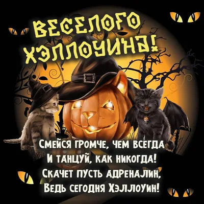Грозит ли животным с черным окрасом опасность на Хеллоуин – Москва 24,  31.10.2019